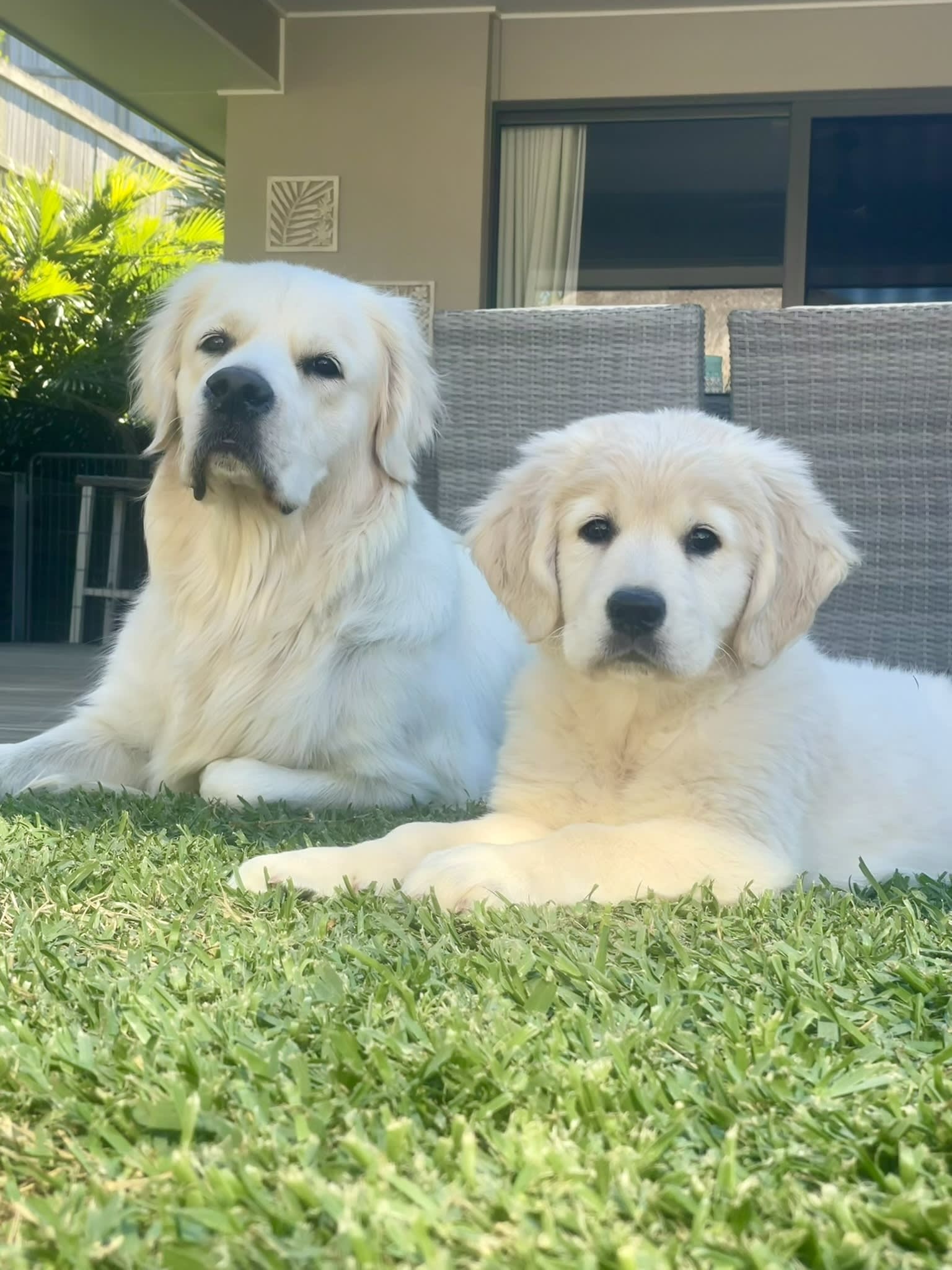 Makoya golden retriever