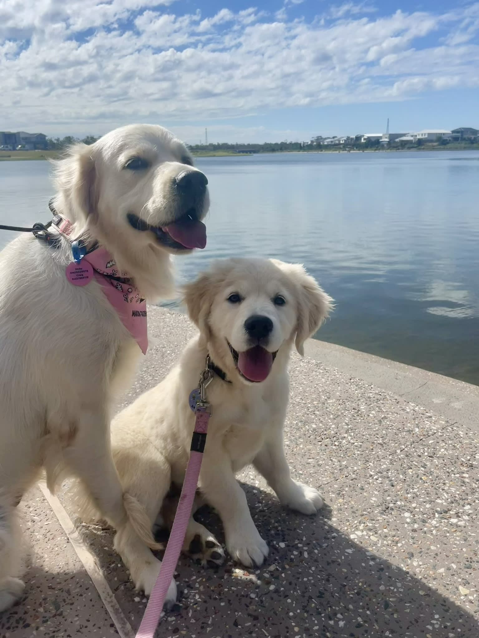 Makoya golden retriever