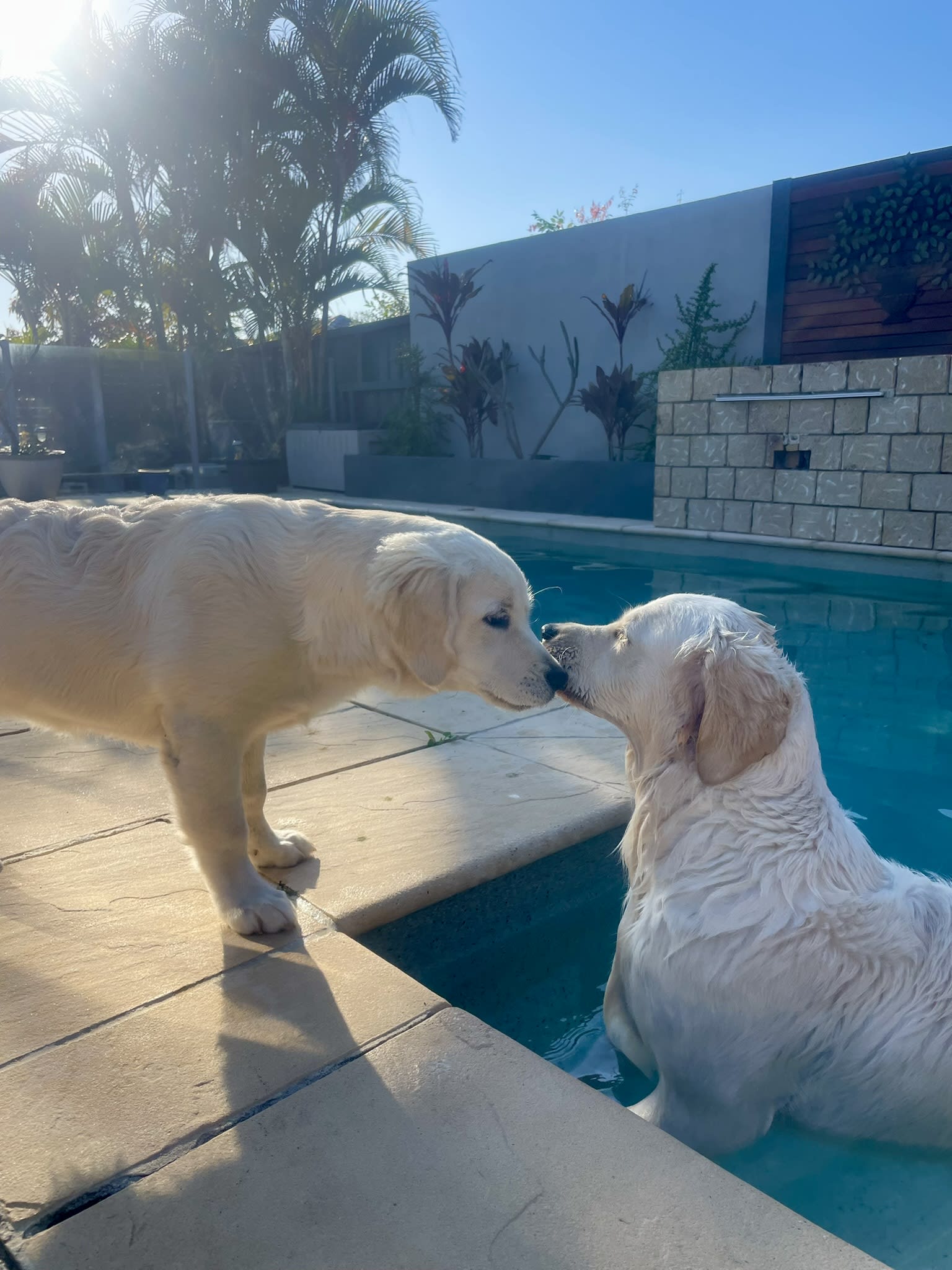 Makoya golden retriever