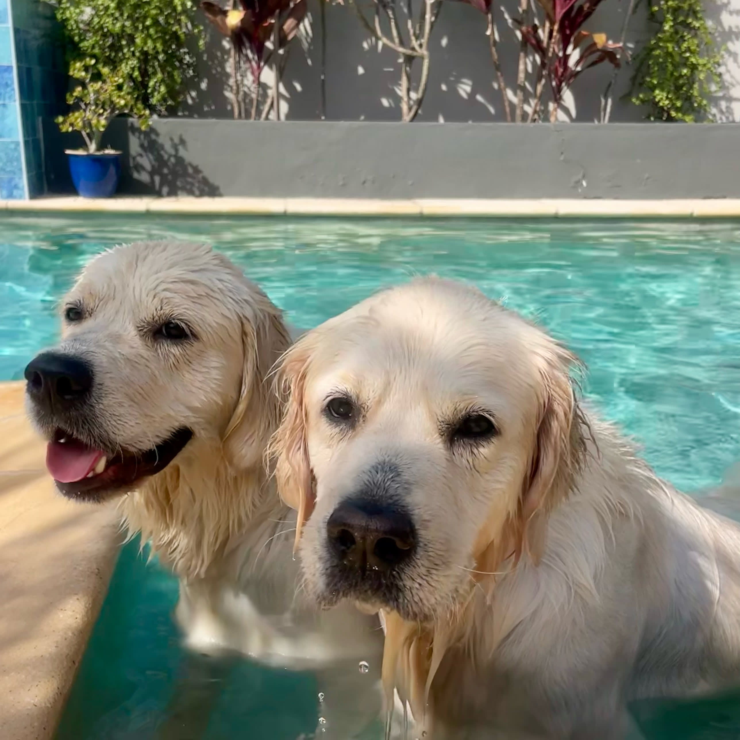 Makoya golden retriever