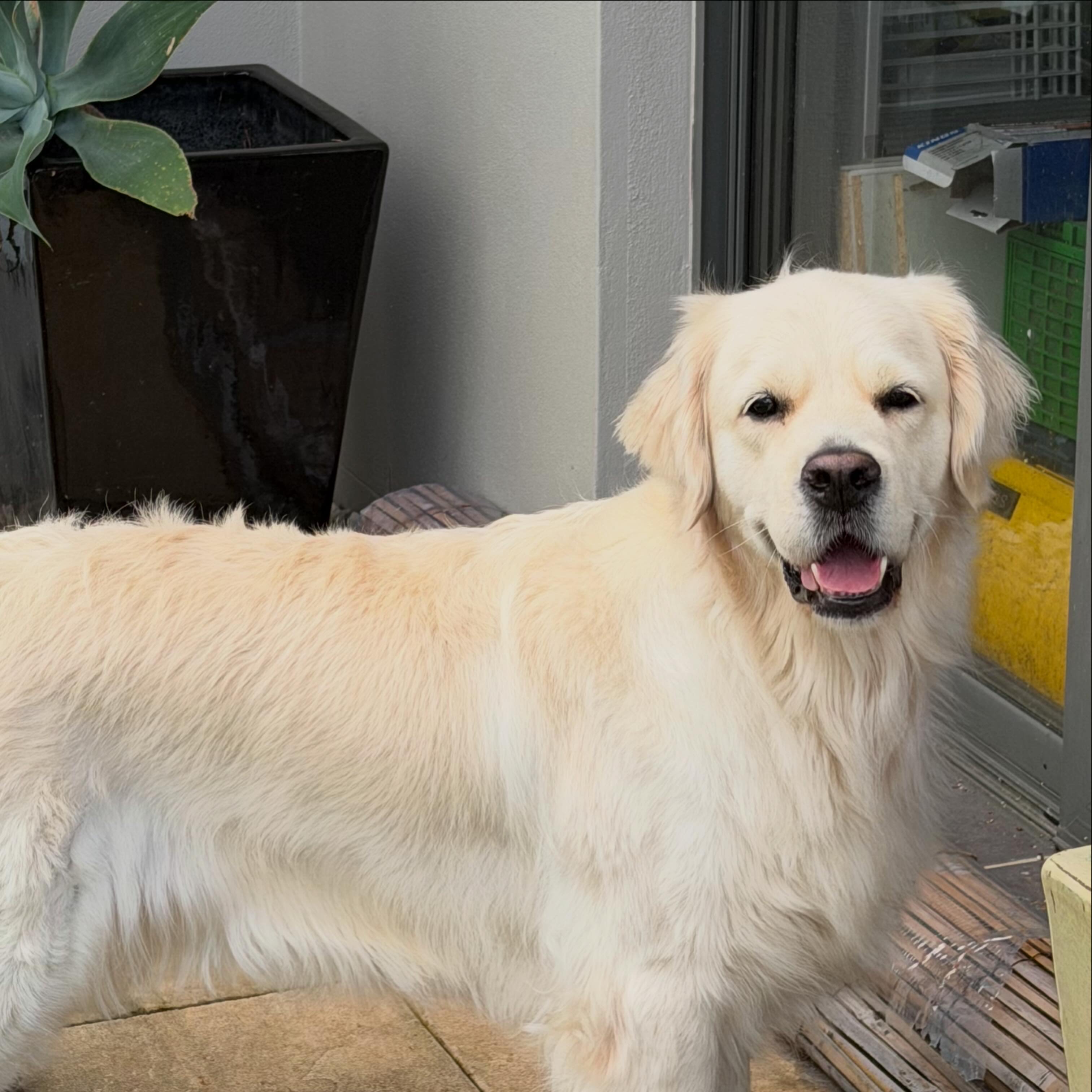 Makoya golden retriever