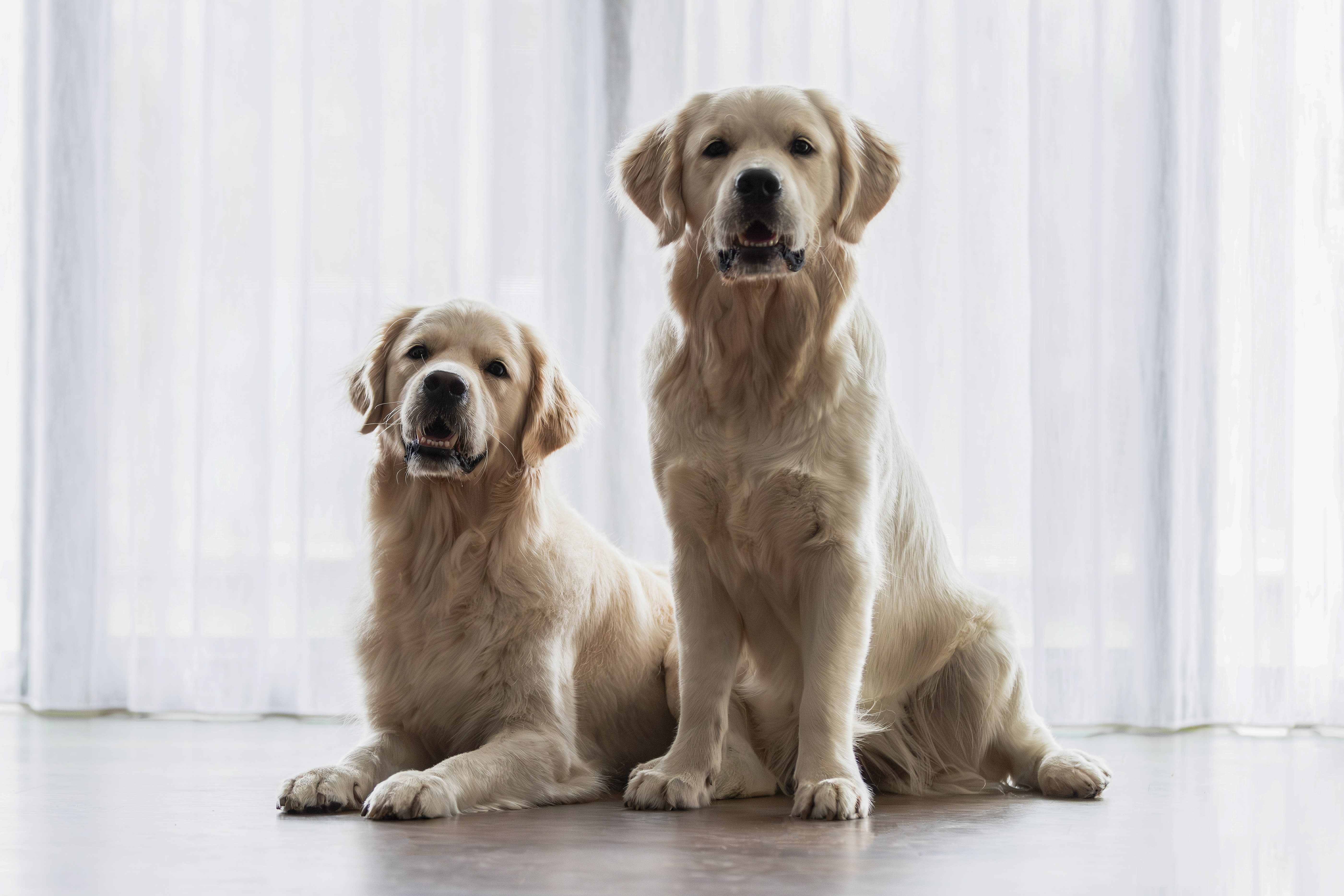 Makoya golden retriever