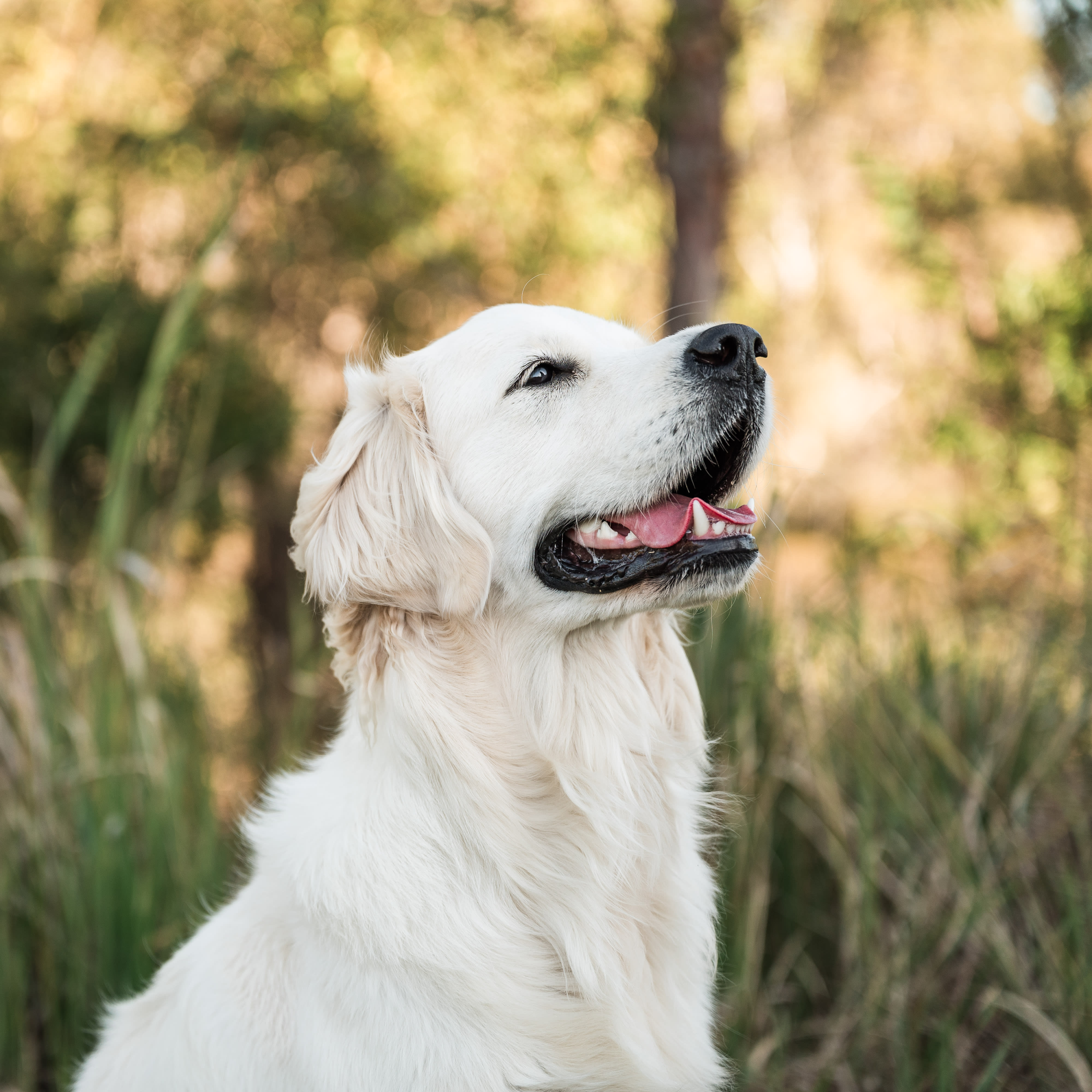 Makoya golden retriever