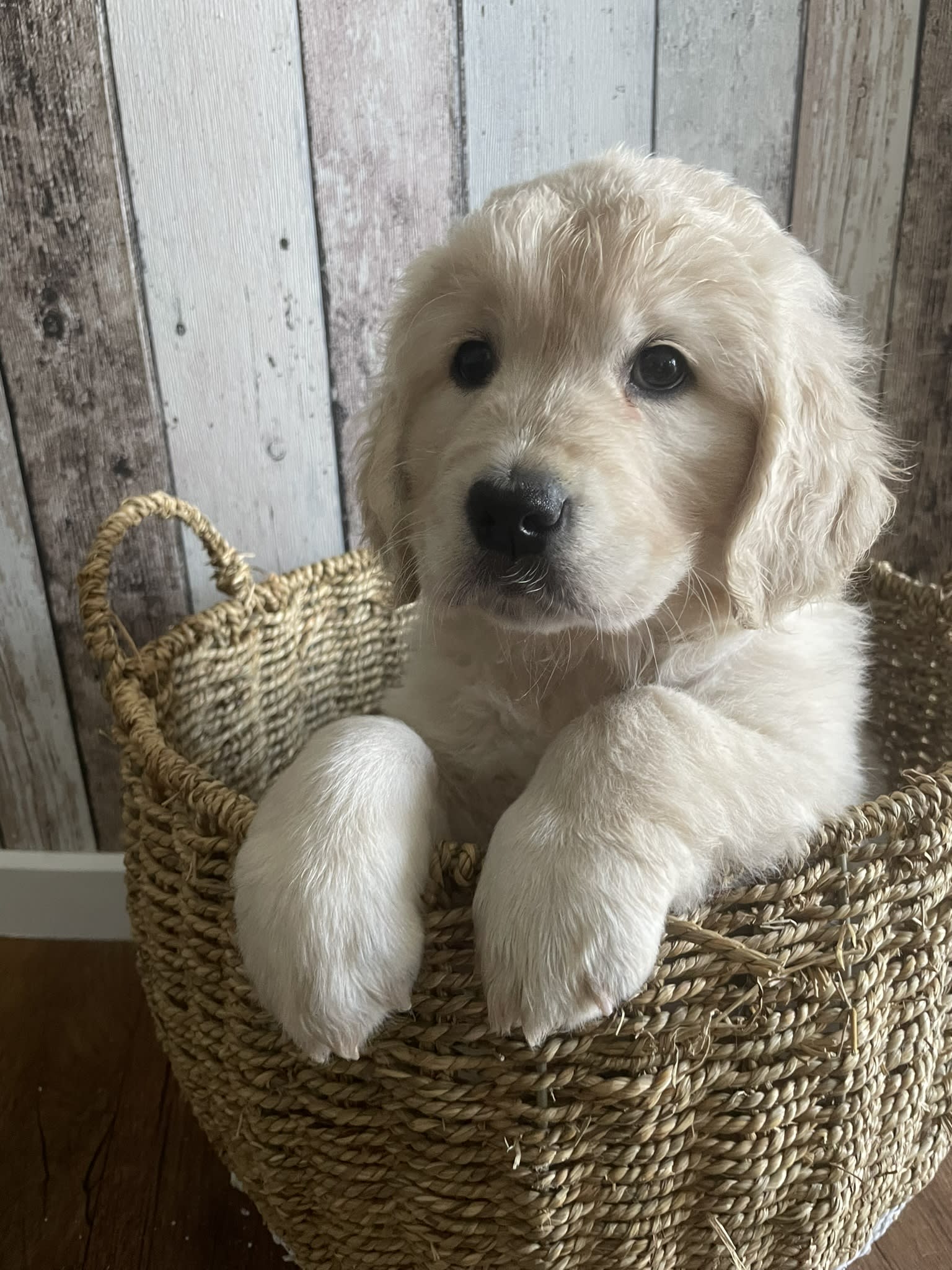 Golden retriever puppies together