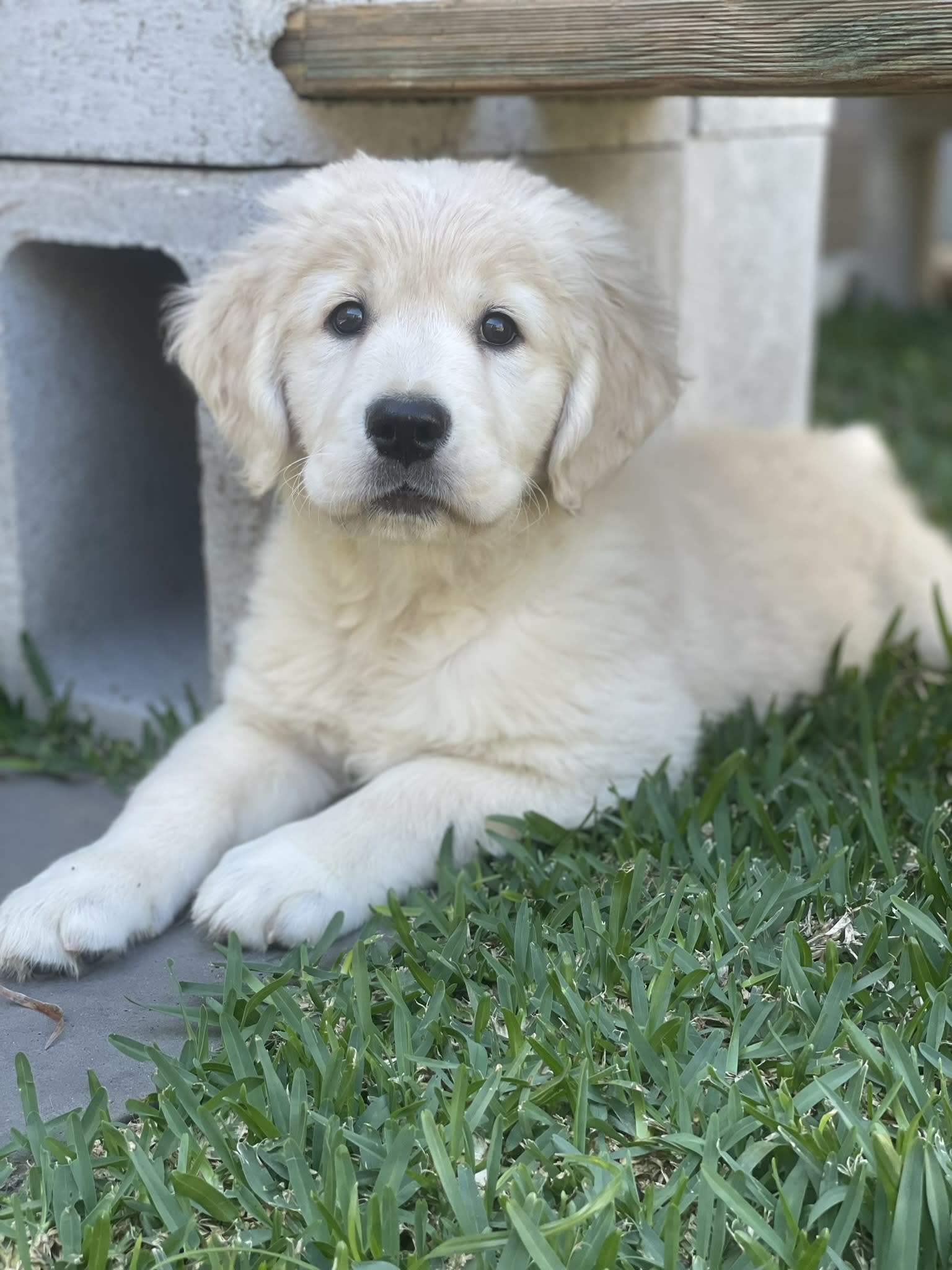 Makoya golden retriever