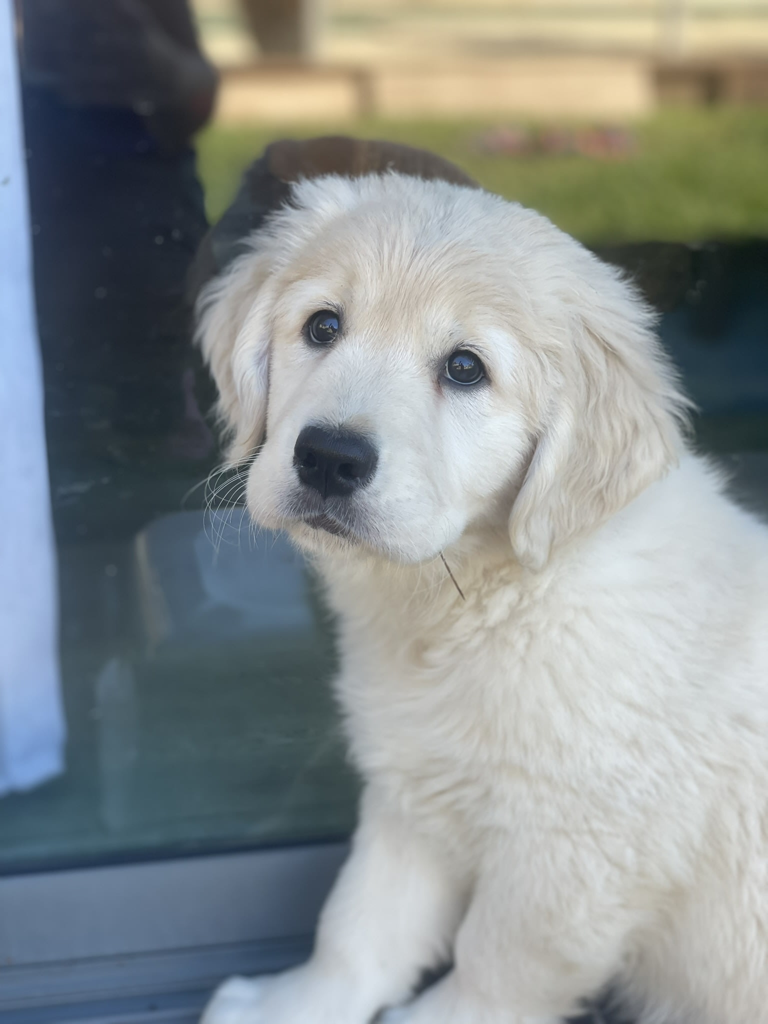 Golden retriever in the garden