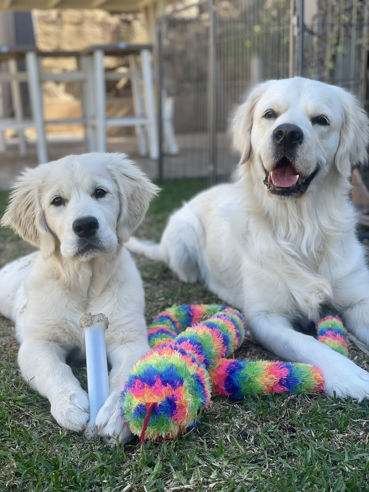 Golden retriever puppy at Makoya