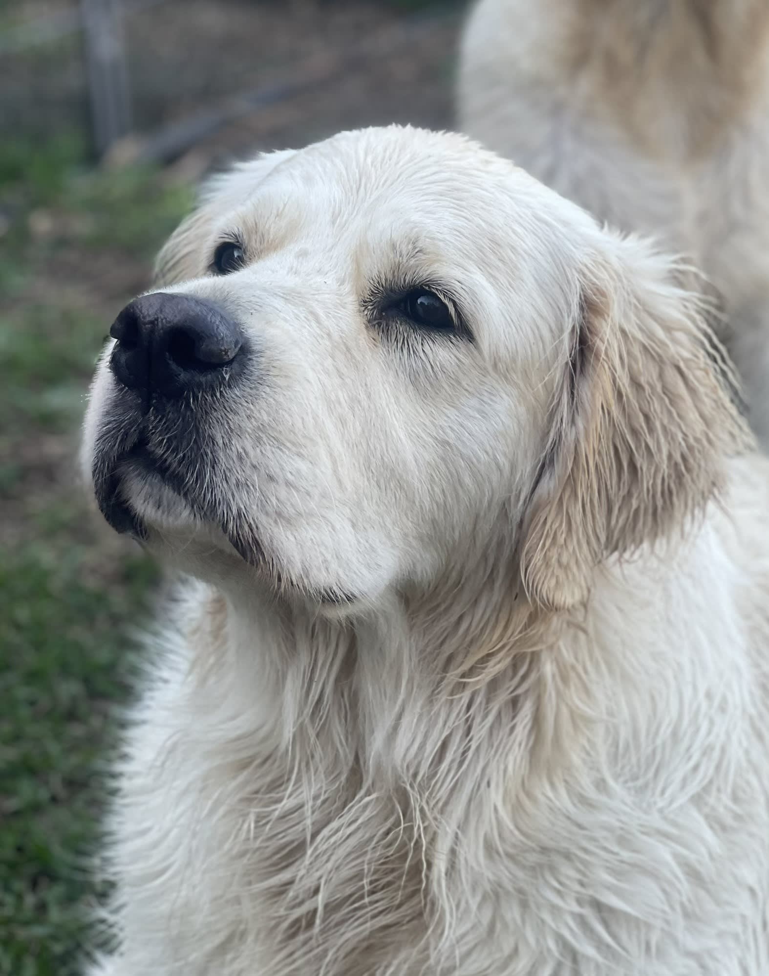 Makoya golden retriever smiling