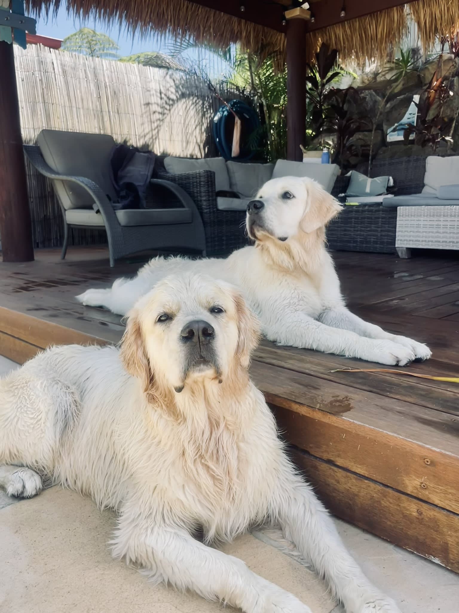 Makoya golden retriever resting