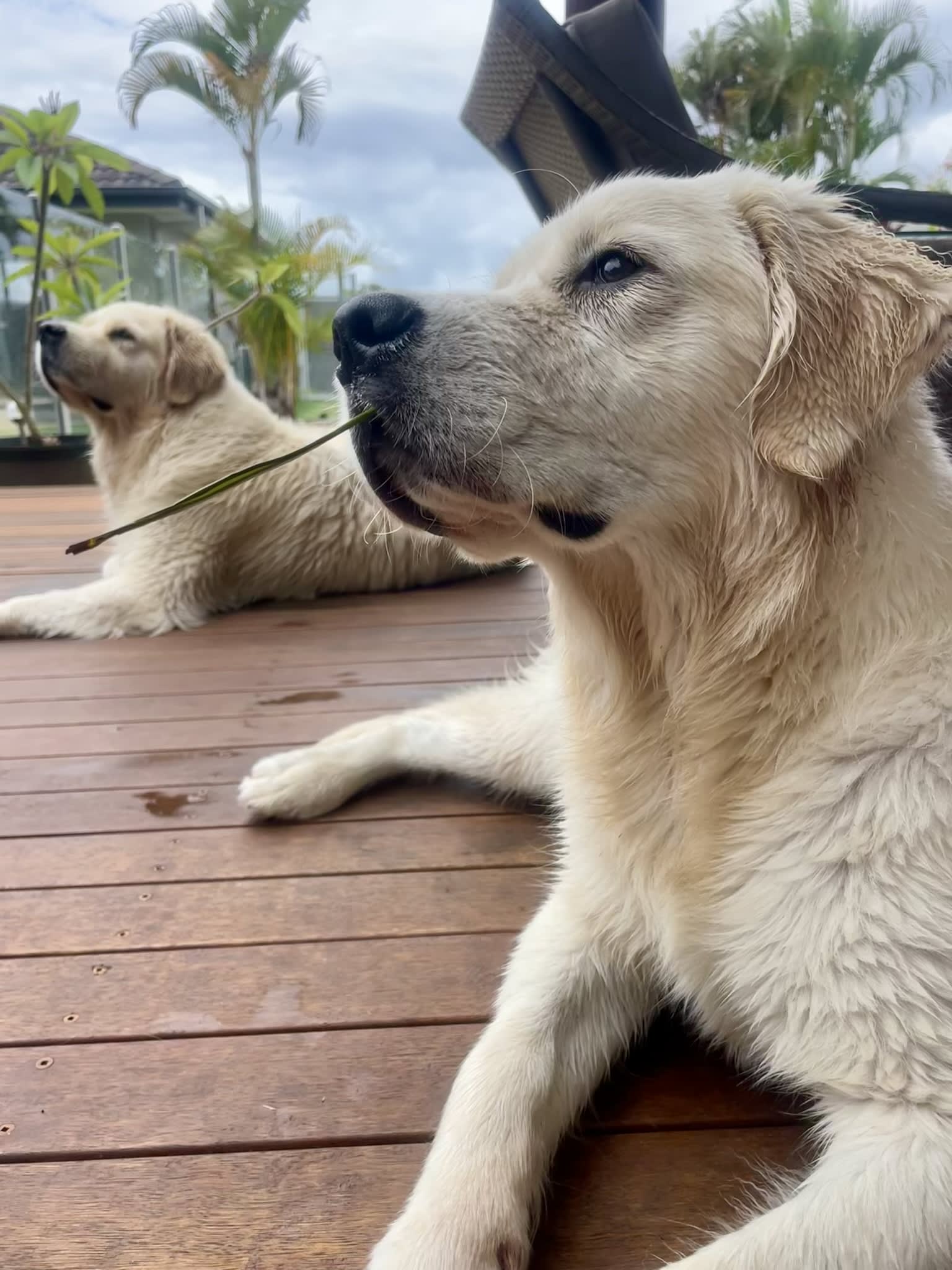 Makoya golden retriever portrait