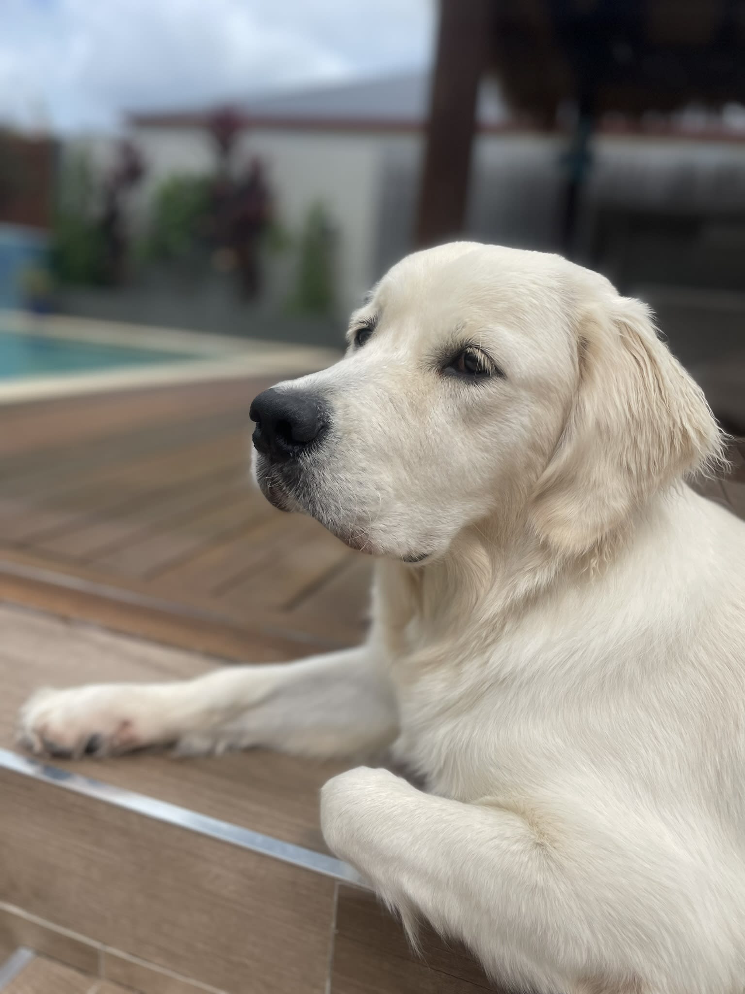 Golden retriever enjoying the sun