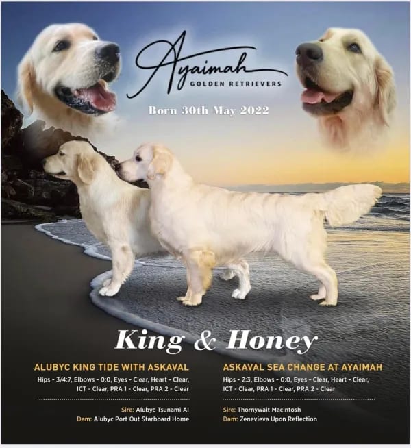 King (Alubyc King Tide with Askaval) and Honey (Askaval Sea Change at Ayaimah) — Madi's parents