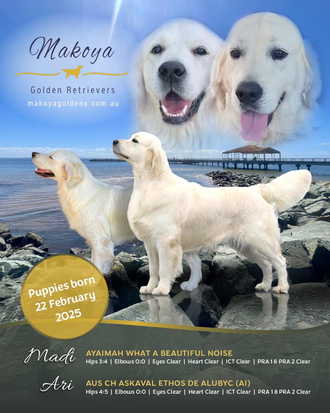 Madi and Ari litter announcement — born 22 February 2025