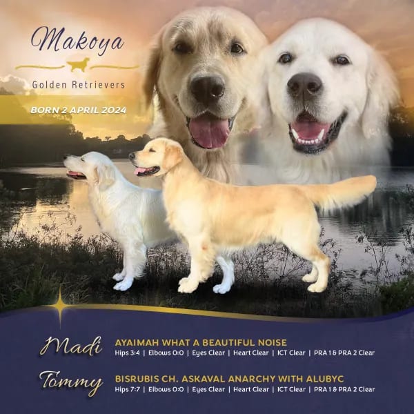 Madi and Tommy litter announcement — born 2 April 2024