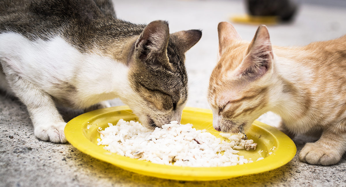 can kittens eat vegetables