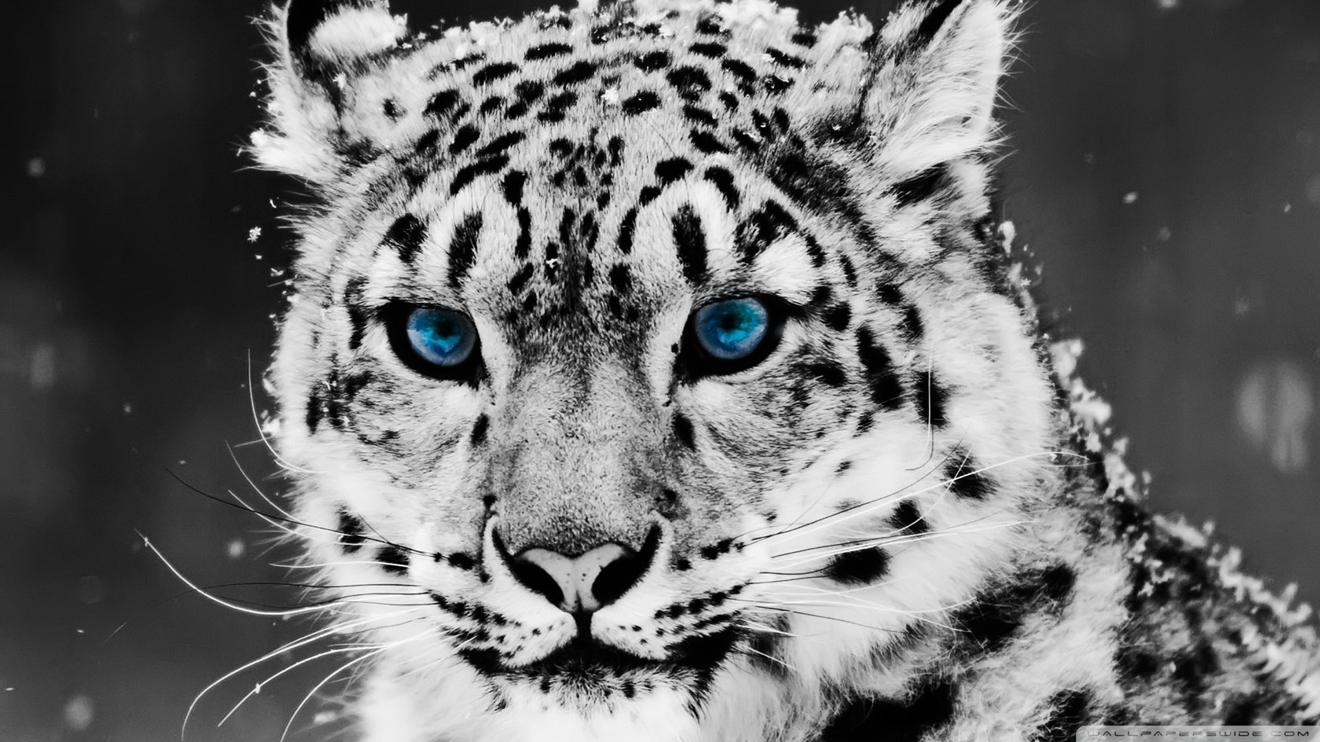 black and white project