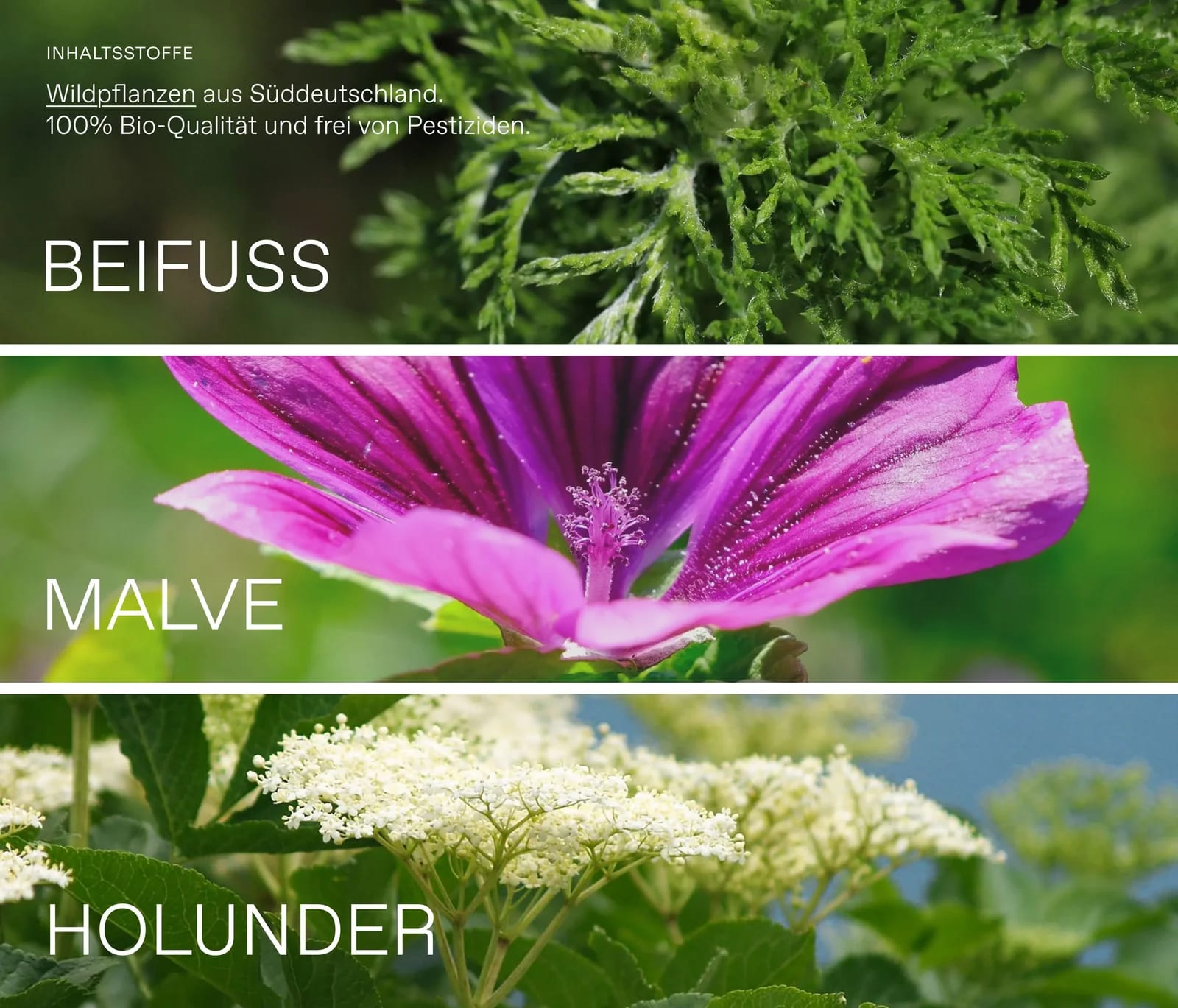 Wildkräuter mit Beifuss, Malve und Holunder