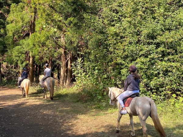 Les chevaux du Maido, prestataire d'activités à La Réunion