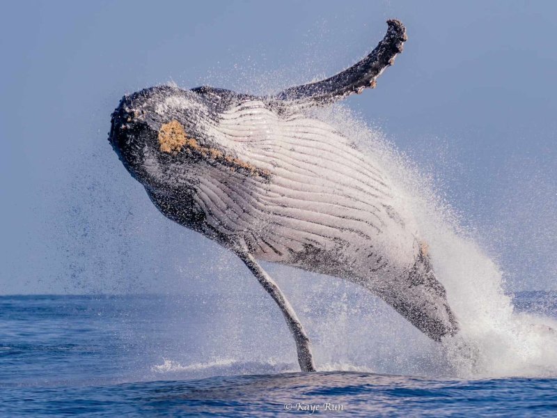 Observation des baleines depuis Saint-Gilles