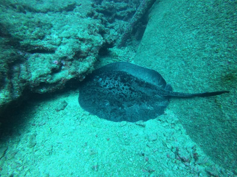 Raie à points sombres couchée sur un fond sableux, contre un rocher, eau vert-bleu