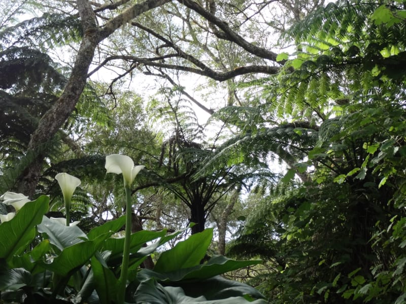 Randonnée guidée dans la forêt de Bélouve à La Réunion encadré par le prestataire, La Réunion
