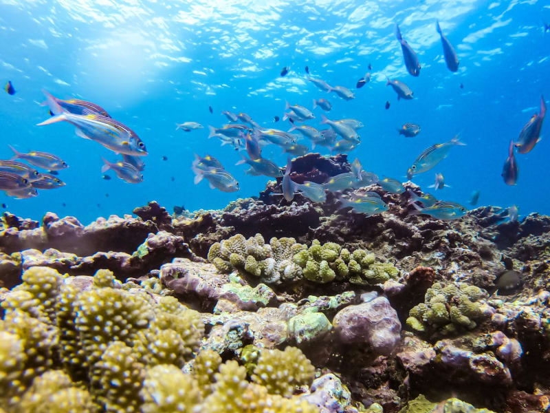 Banc de poissons au-dessus d'un récif de coraux jaunes et violets, dans une eau bleu clair