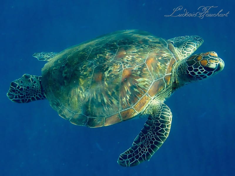 Tortue verte nageant en pleine eau bleue, vue de profil