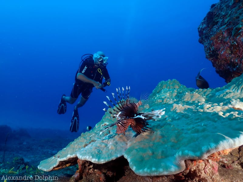 Plongeur au-dessus d'un large corail tabulaire sur lequel se tient une rascasse volante, nageoires déployées