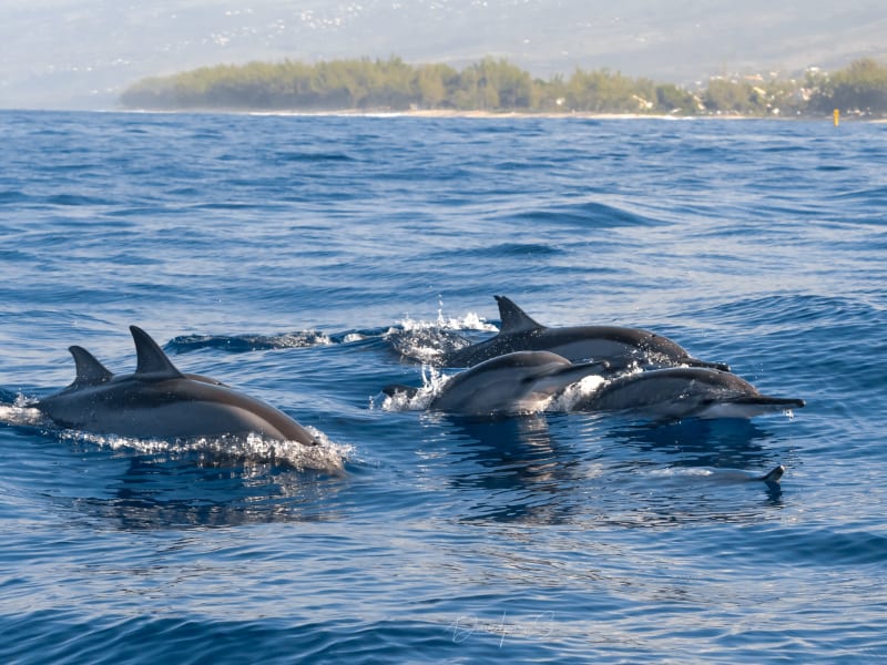 Snorkeling avec les dauphins long-bec depuis Le Port à La Réunion, sortie demi-journée