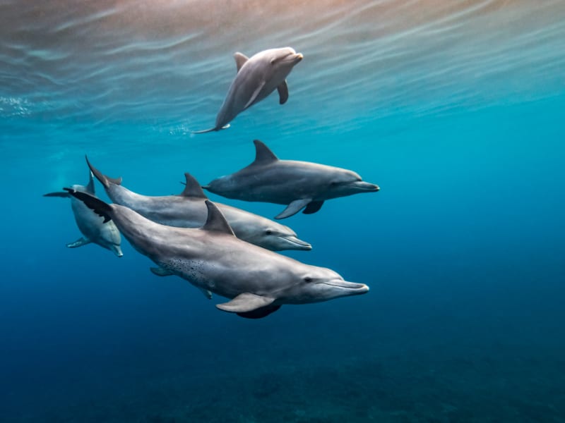 Cinq grands dauphins nageant sous l'eau dans un bleu profond, rayons de lumière depuis la surface