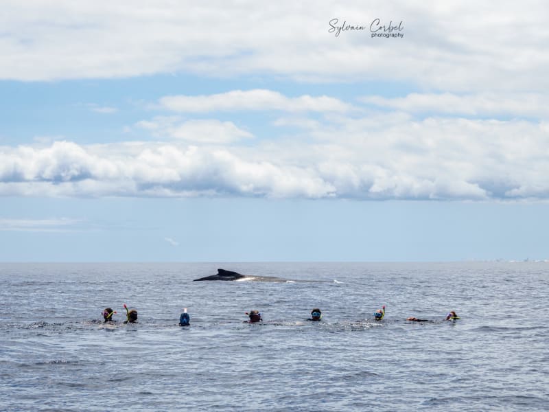 Une file de nageurs en masque et tuba à la surface, le dos d'une baleine à bosse émergeant au loin derrière eux