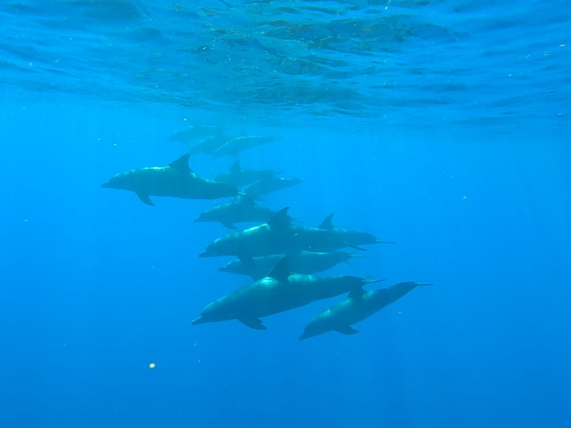 Groupe de dauphins nageant sous la surface dans une eau bleu clair, vu sous l'eau