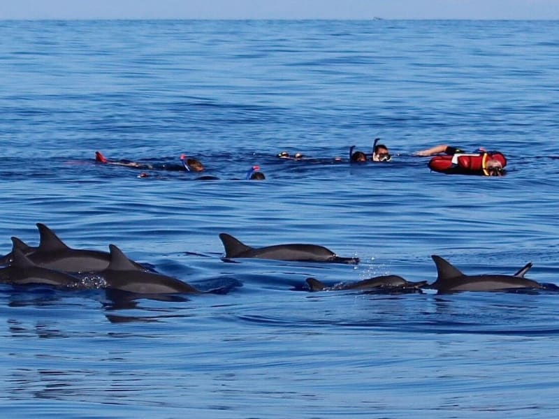 Nageurs en masque et tuba à la surface avec une bouée rouge, et un banc de dauphins qui passe au premier plan
