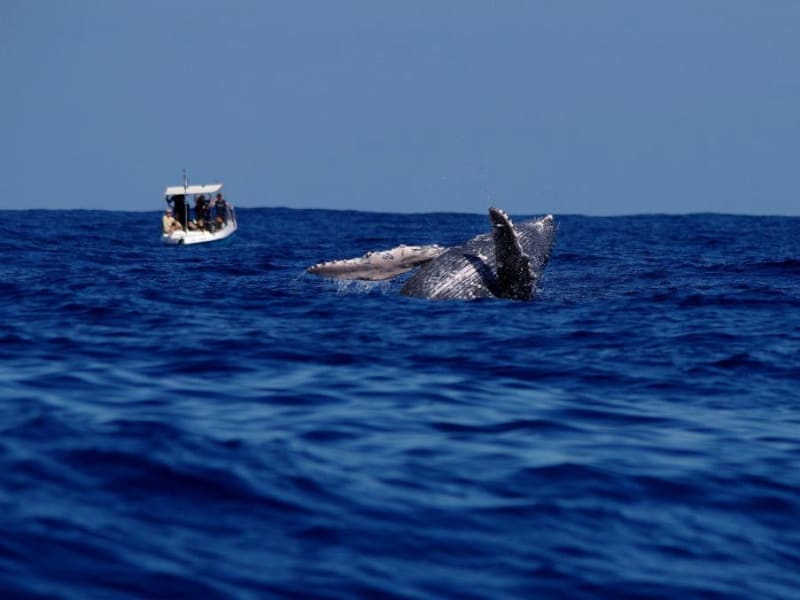 Baleine à bosse sur le flanc, nageoire pectorale levée hors de l'eau, à bonne distance d'un petit bateau blanc au large