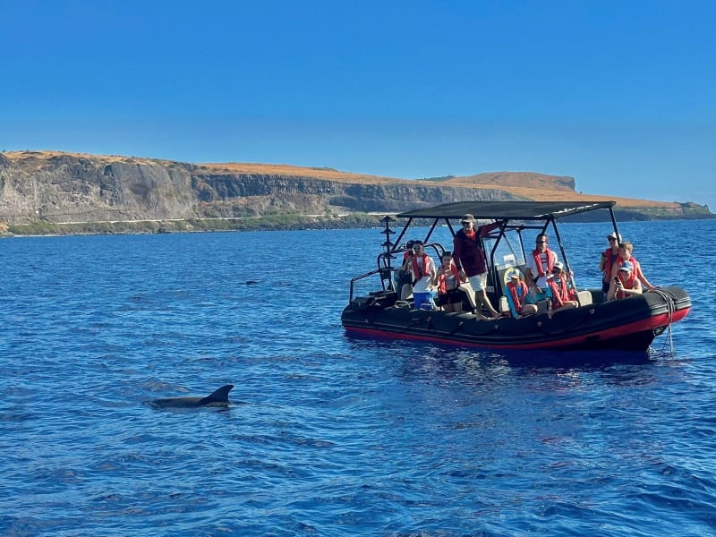 Semi-rigide à taud noir chargé de passagers en gilet de sauvetage, un dauphin en surface au premier plan et une falaise de la côte ouest en arrière-plan