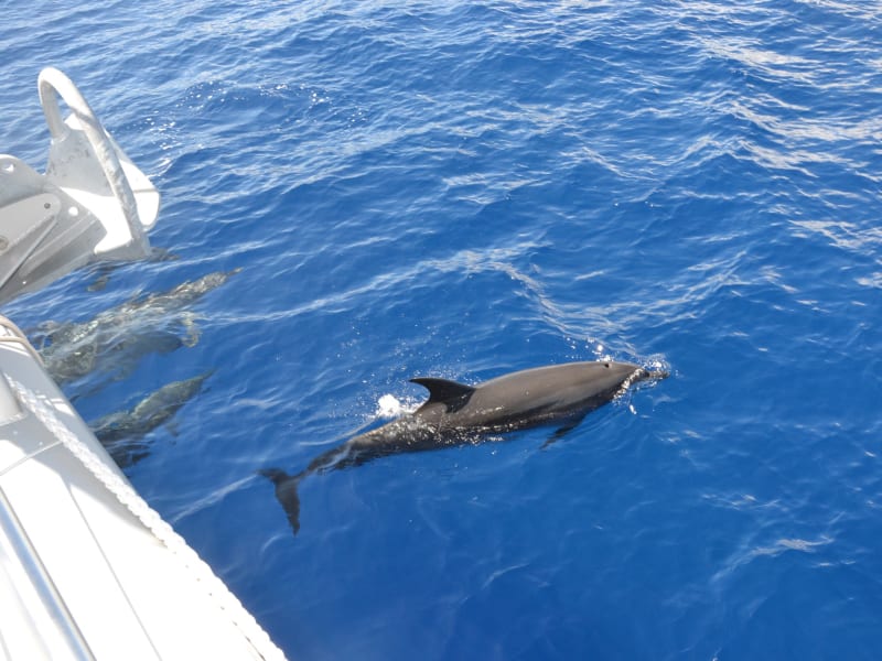 Dauphin long-bec en surface à côté de la coque blanche d'un bateau au large du Port, La Réunion