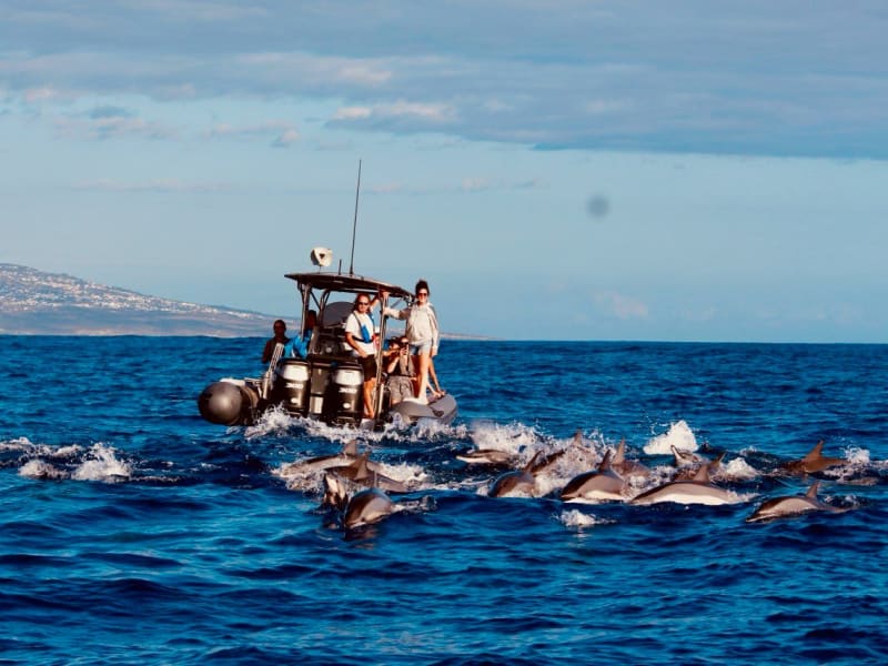 Petit bateau à moteur entouré d'un banc de dauphins en surface, pentes de la côte ouest de La Réunion à l'horizon