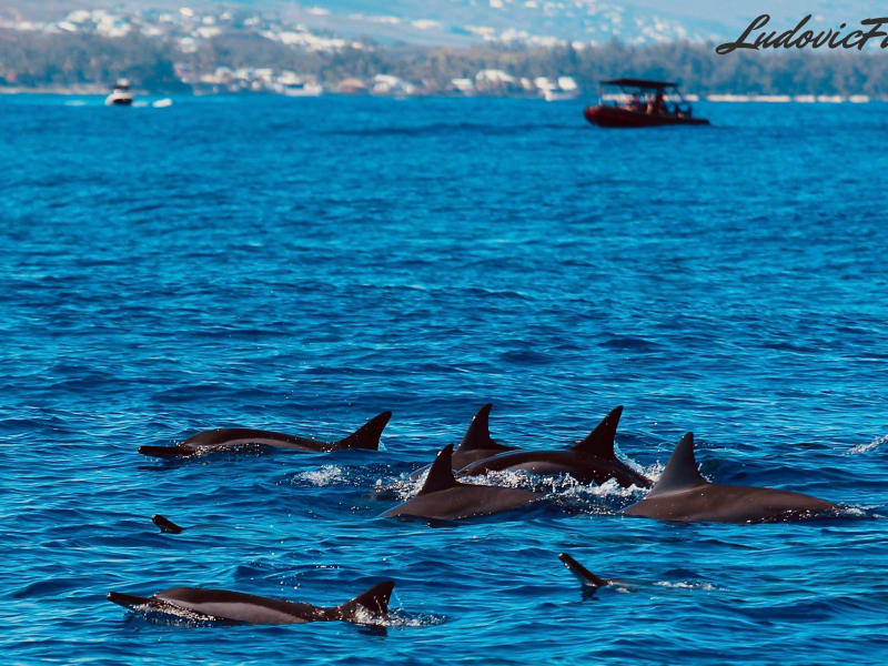 Banc de dauphins long-bec en surface au large de Saint-Gilles, La Réunion, observation depuis bateau