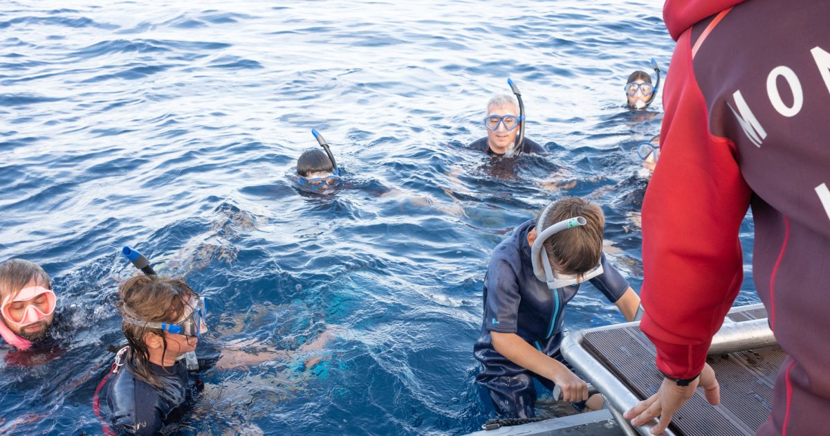 Snorkelling and swimming with dolphins in Saint-Gilles, Reunion Island
