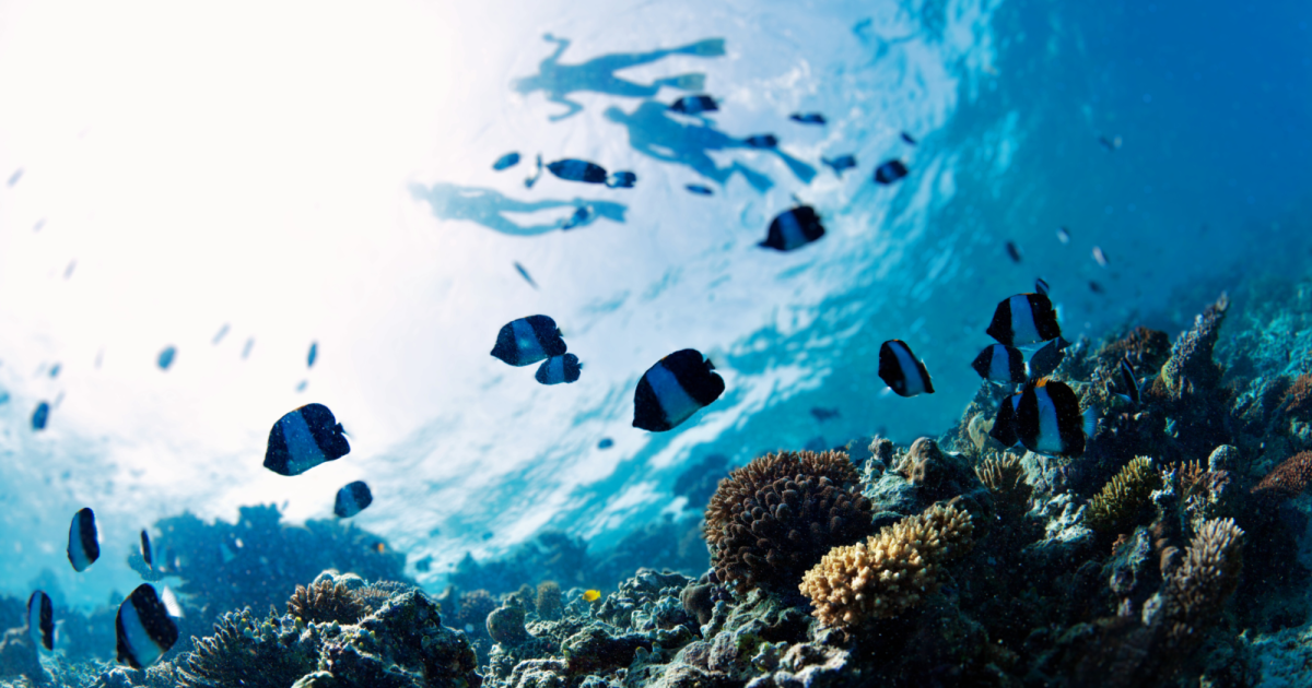 A shoal of coral reef fish over the reef in Saint-Leu bay, Reunion Island