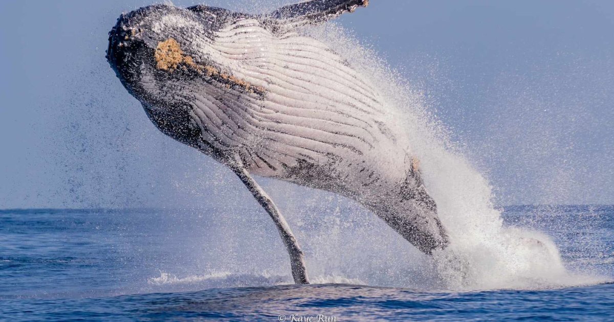 A humpback whale breaching off the coast of Reunion Island