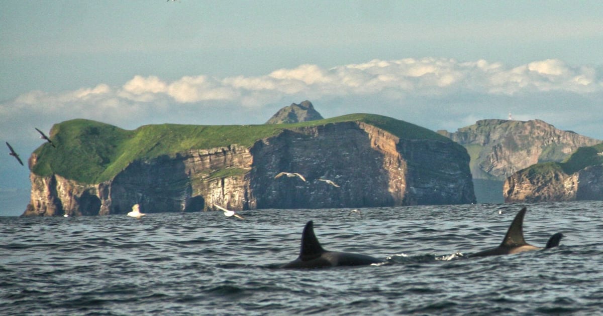 Book with RIB Safari on Manawa | Manawa