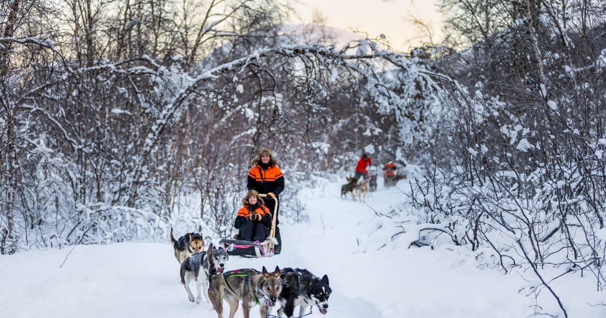 Beginner Self-Drive Dog Sledding Safari from Tromsø | Manawa