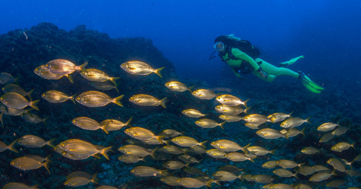 reserva-con-haliotis-faial-en-manawa-manawa