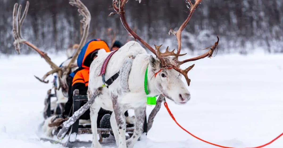 The best Reindeer Sledding activities | Manawa