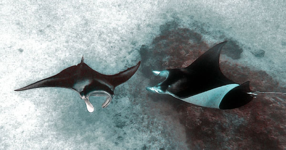 Snorkel guiado con mantarrayas en Tikehau | Manawa