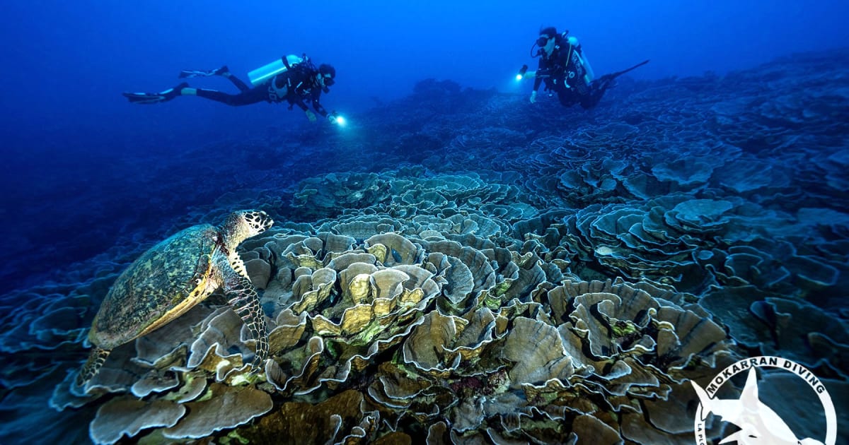 Exploration Dive from Taravao, Peninsula of Tahiti | Manawa