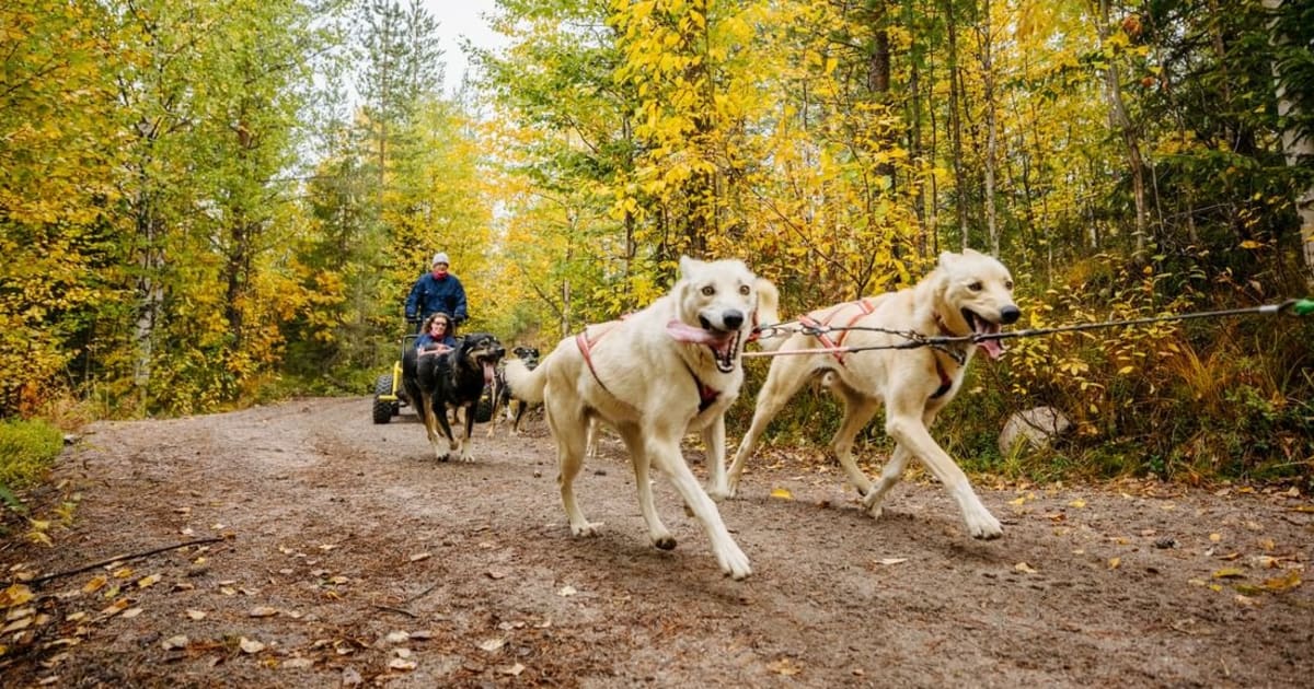 Autumn Husky Cart Ride in Rovaniemi | Manawa