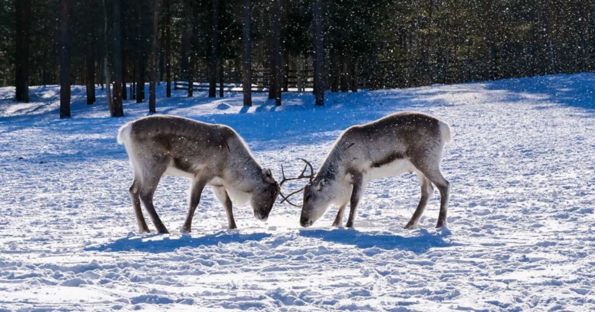 Guided Visit to Siida Museum & Reindeer Farm in Inari from Ivalo | Manawa