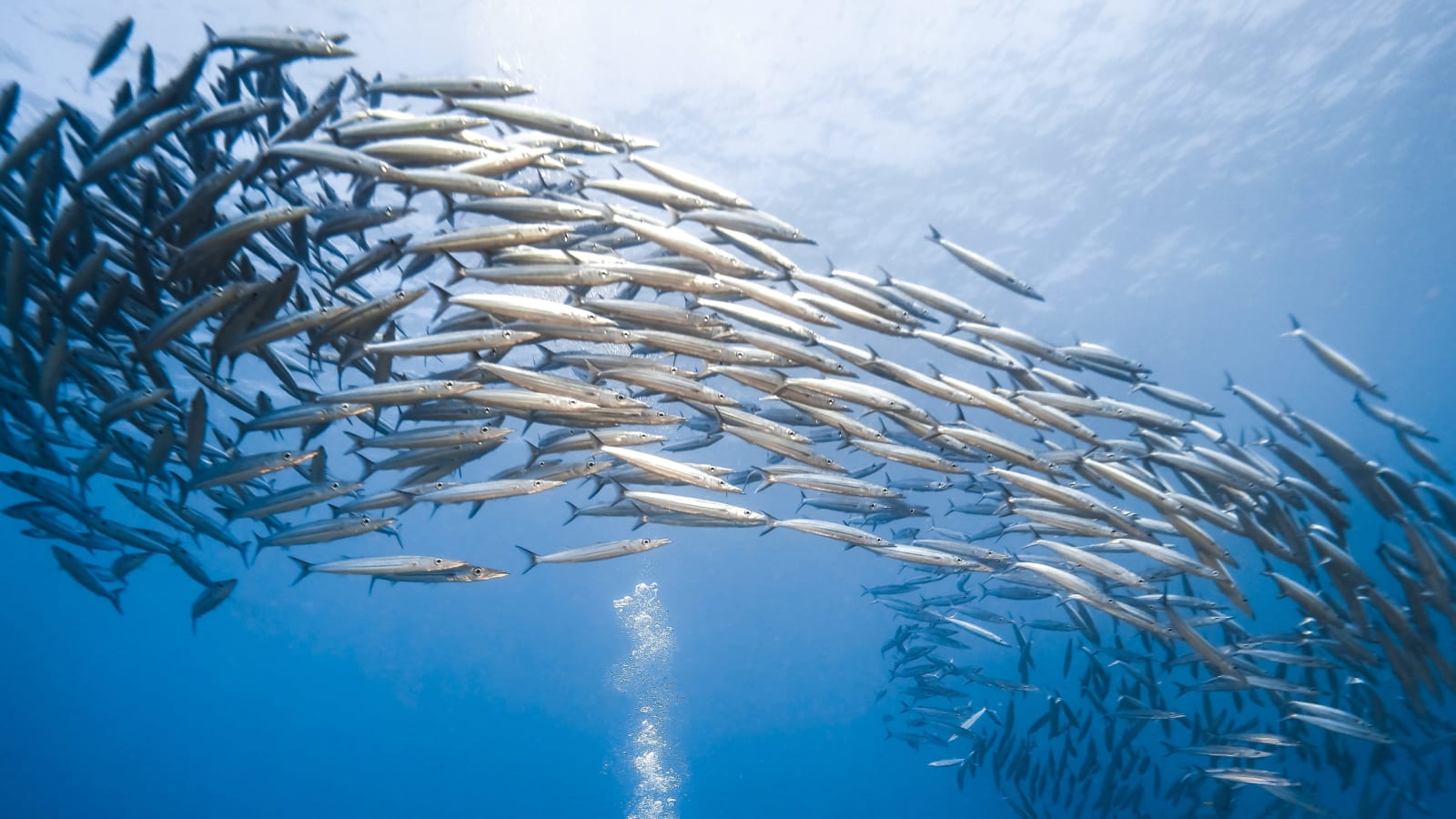 Plongeurs de Plongée Péï en immersion dans la réserve marine au large du Port, La Réunion